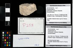 Foto (Objekt + Etikett) von Cycloprosopon sp.  (NHMW-GEO-2014-0194-0258)